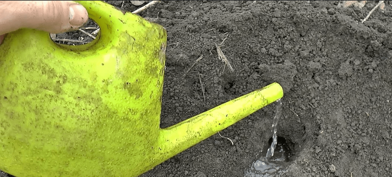 Уничтожение кротов при помощи воды.